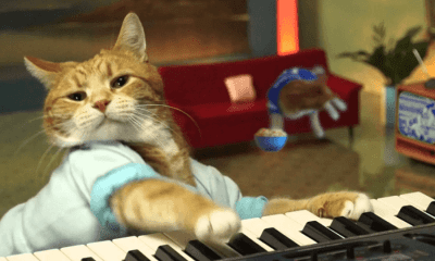 Bento, the keyboard cat