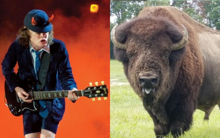 ACDC Bison