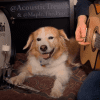 Watch amazing dog performs AC/DC's Back In Black with his dad