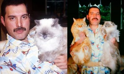 Freddie Mercury with cats