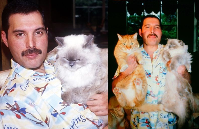 Freddie Mercury with cats