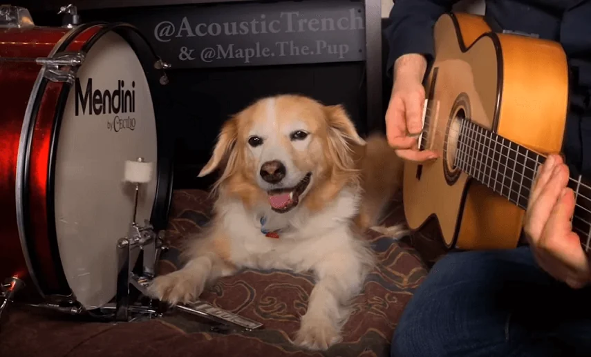 Watch amazing dog performs AC/DC's Back In Black with his dad