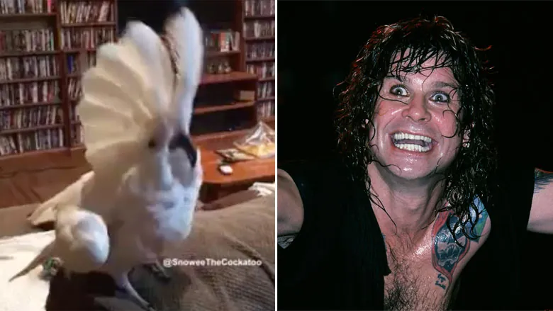 Cockatoo headbanging to Ozzy Osbourne